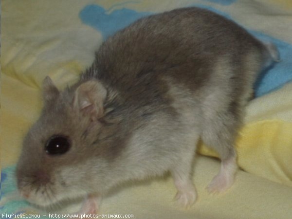 Photo de Hamster