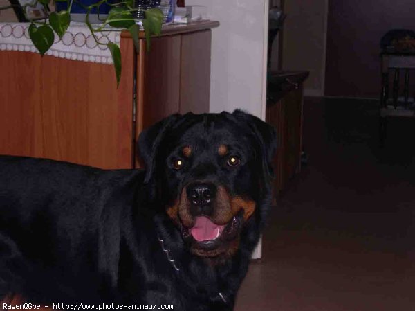 Photo de Rottweiler