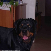 Photo de Rottweiler