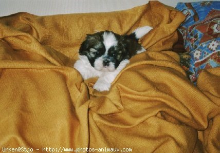 Photo de Shih tzu