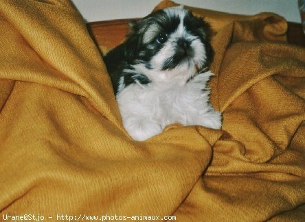 Photo de Shih tzu