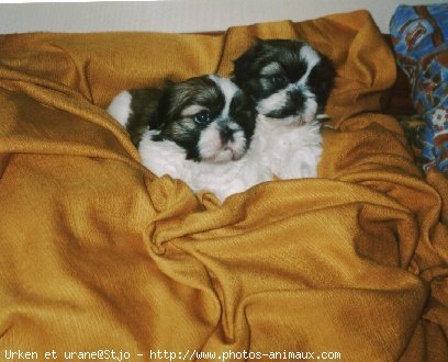 Photo de Shih tzu