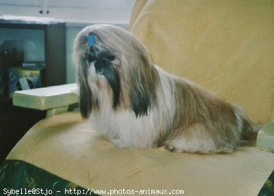 Photo de Shih tzu