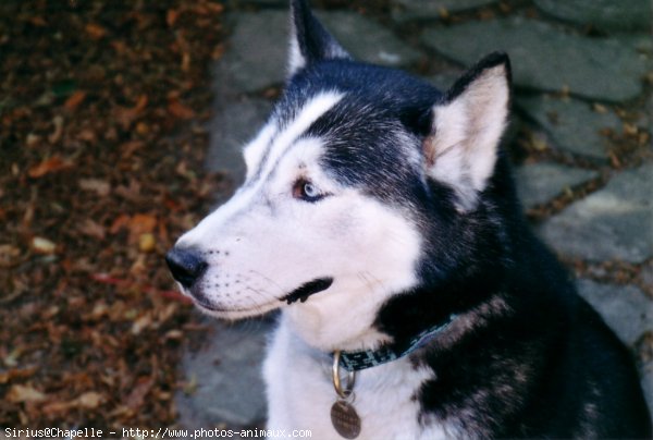 Photo de Husky siberien