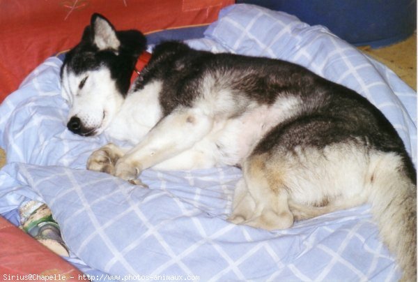 Photo de Husky siberien