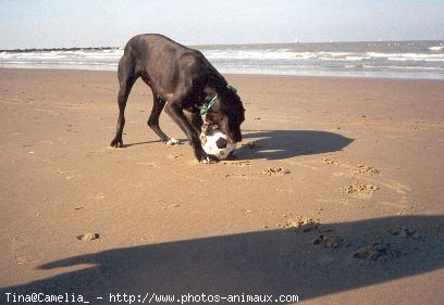 Photo de Dogue allemand