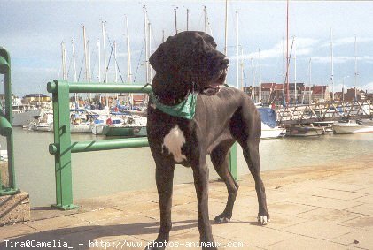 Photo de Dogue allemand