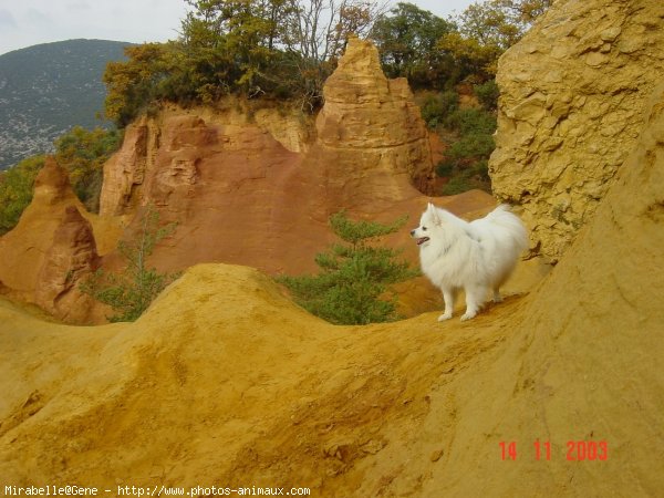 Photo de Spitz moyen