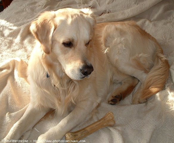 Photo de Golden retriever