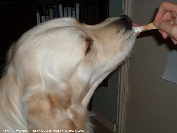 Photo de Golden retriever