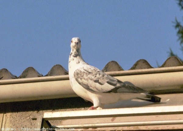 Photo de Pigeon