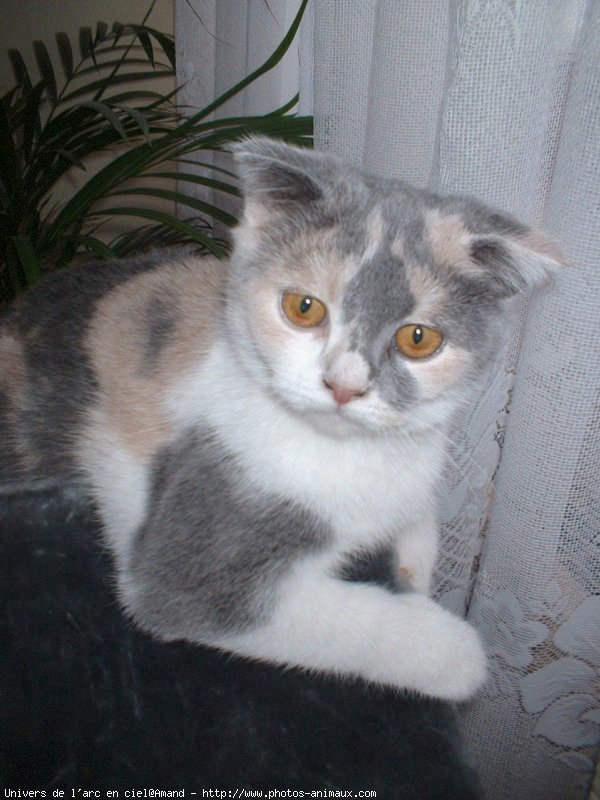 Photo de Scottish fold