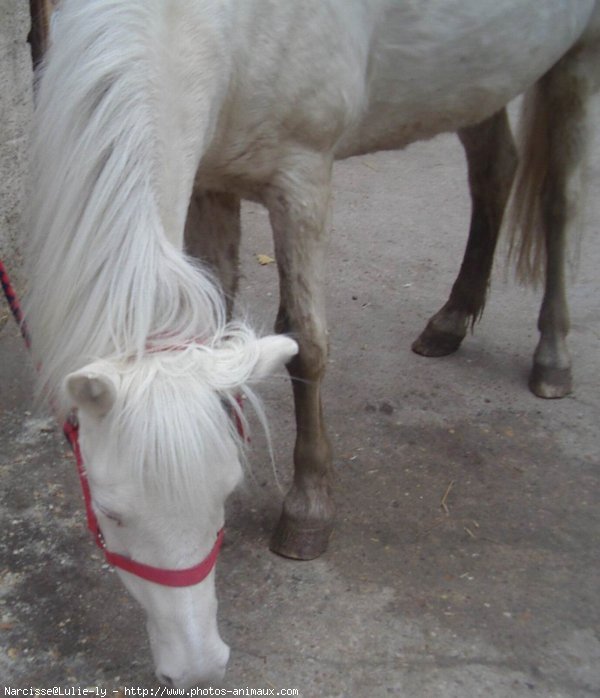 Photo de Poney franais de selle