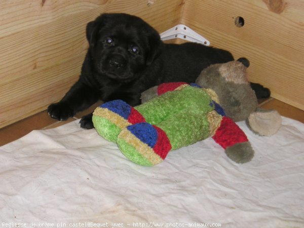 Photo de Labrador retriever