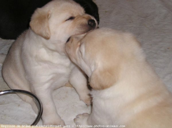 Photo de Labrador retriever