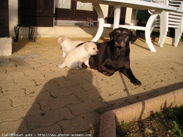 Photo de Labrador retriever