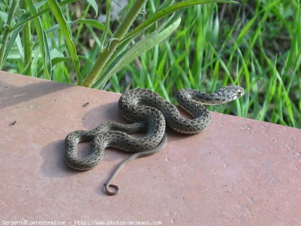 Photo de Serpent