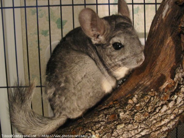 Photo de Chinchilla