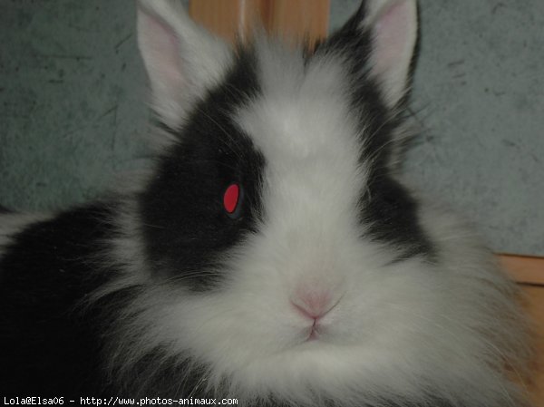 Photo de Lapin