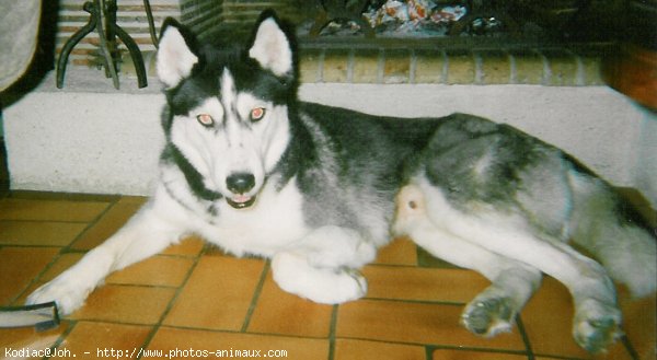 Photo de Husky siberien