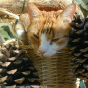 Photo de Chat domestique