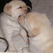 Photo de Labrador retriever