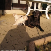 Photo de Labrador retriever