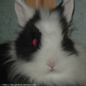 Photo de Lapin