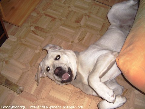 Photo de Labrador retriever