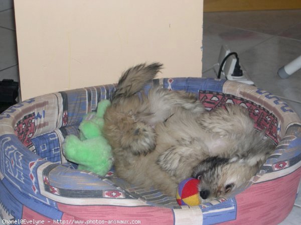 Photo de Lhassa apso