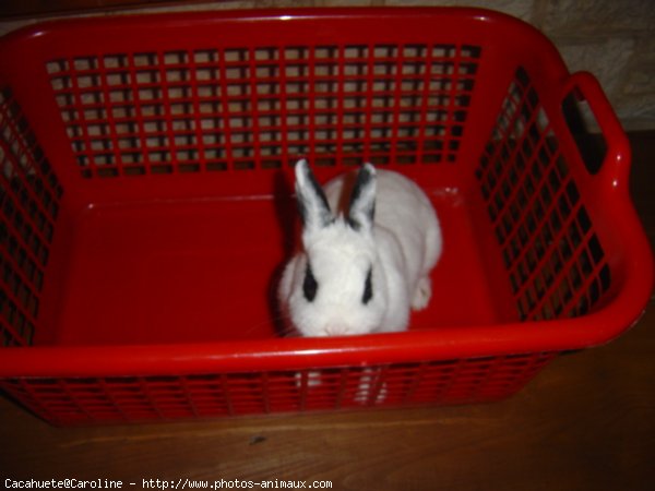 Photo de Lapin