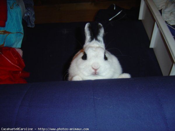 Photo de Lapin