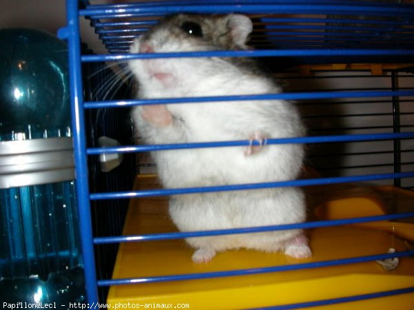 Photo de Hamster