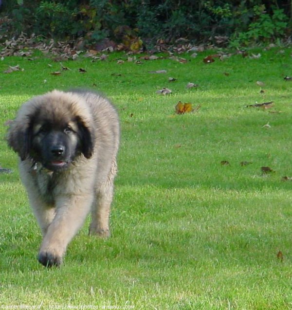 Photo de Leonberg