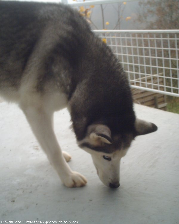 Photo de Husky siberien