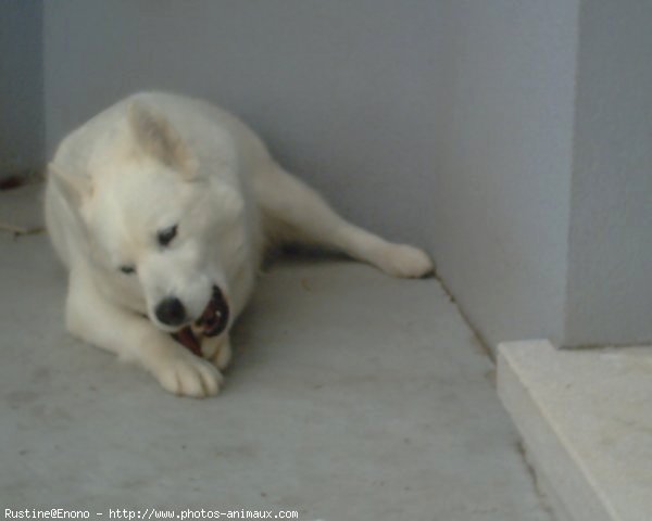 Photo de Husky siberien