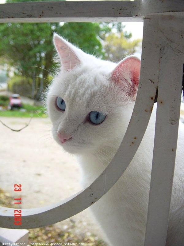 Photo de Croisement