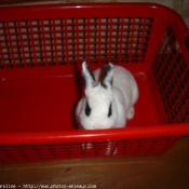 Photo de Lapin