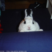 Photo de Lapin