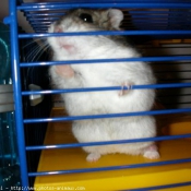 Photo de Hamster