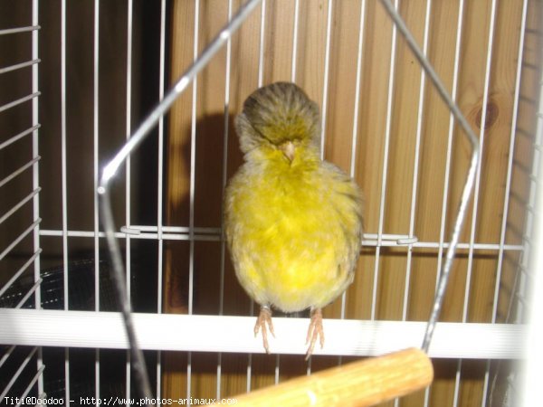 Photo de Canari