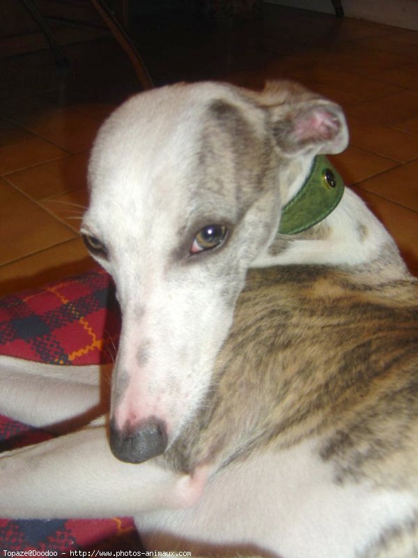 Photo de Whippet