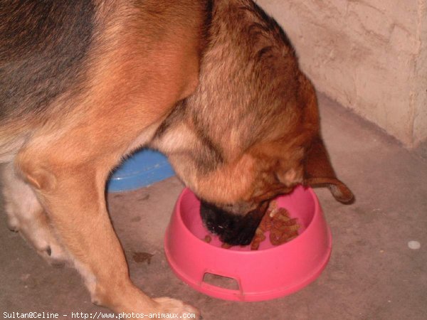 Photo de Berger allemand  poil court