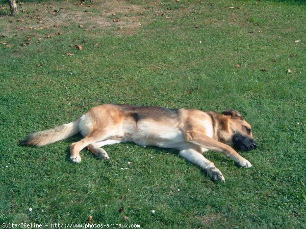 Photo de Berger allemand  poil court