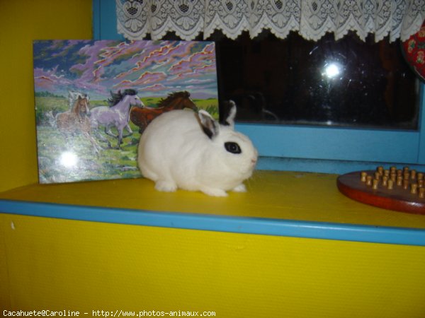 Photo de Lapin