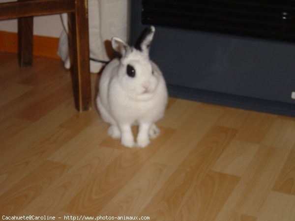 Photo de Lapin