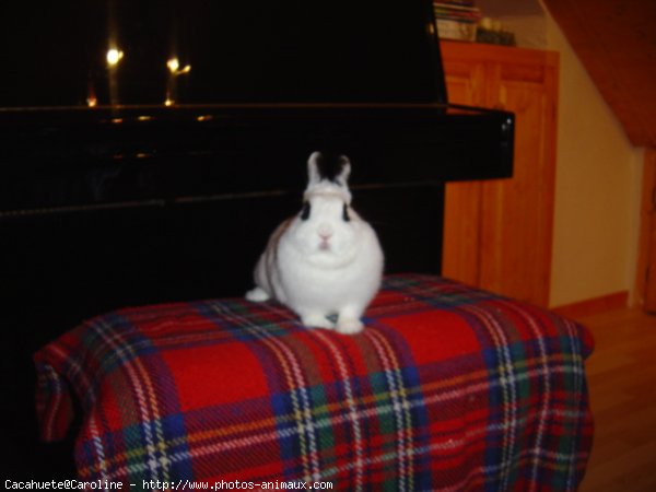 Photo de Lapin