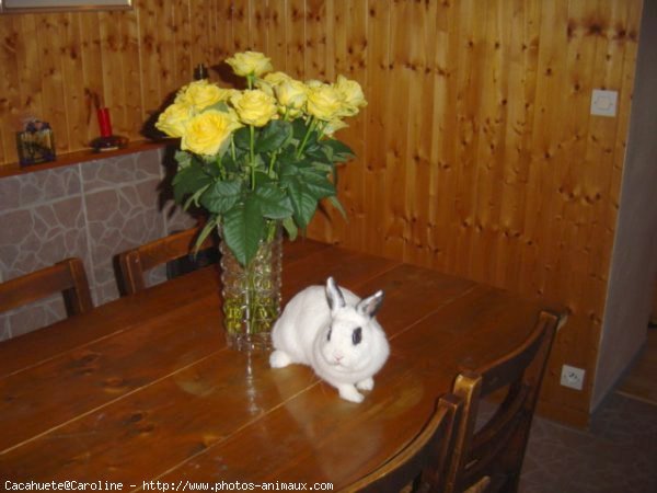 Photo de Lapin