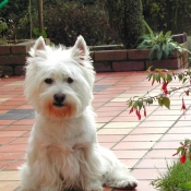 Photo de West highland white terrier