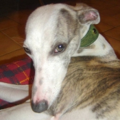 Photo de Whippet